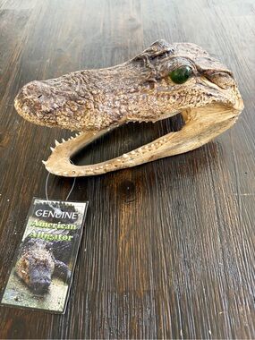 Genuine Alligator Skull Terrarium Accent - Brown with Green Eye
